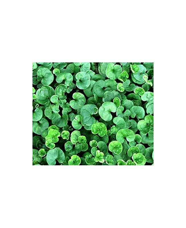 Dichondra Repens kg. 0,5 - Bottos