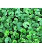 Dichondra Repens kg. 0,5 - Bottos