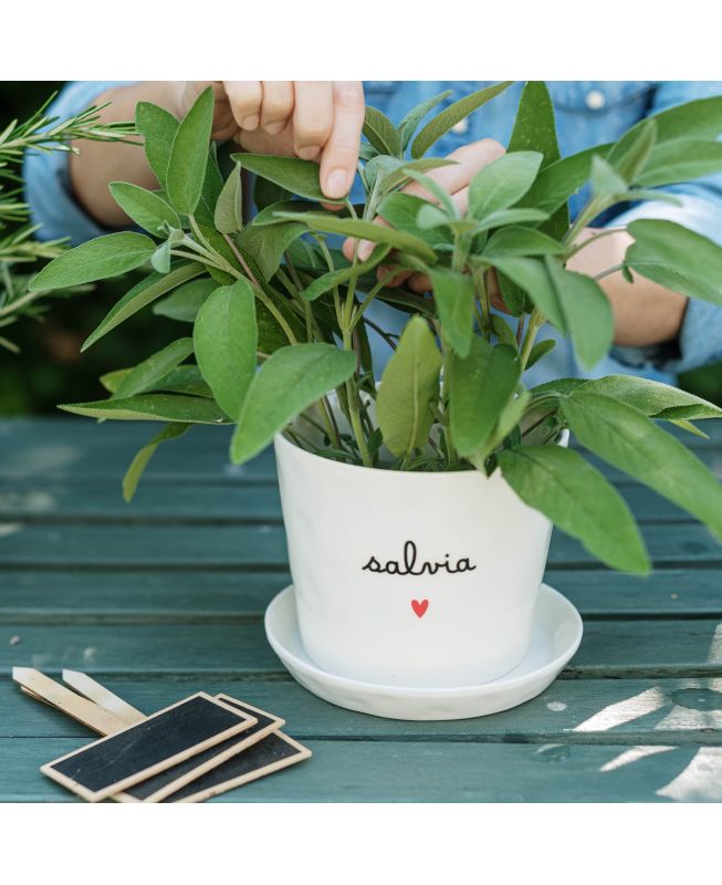 Vaso Salvia Cuore - Simple Day