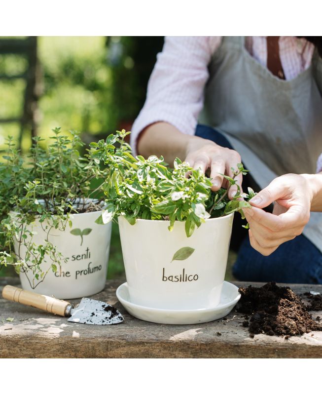 Vaso Basilico - Simple Day